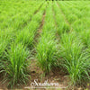 Lemon Grass – 100 Seeds