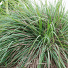 Lemon Grass – 100 Seeds