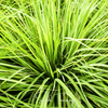 Lemon Grass – 100 Seeds