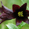 Chocolate Lily – 10 Seeds