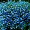 Blue Carpet Lobelia – 100 Seeds