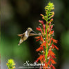 Cardinal Flower Lobelia – 250 Seeds