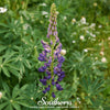 Russell Lupine – 50 Seeds