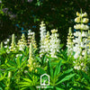 Noble Maiden Lupine Russell – 50 Seeds