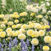 Moonlight African Marigold – 50 Seeds