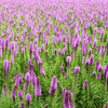 Marsh Blazing Star – 50 Seeds