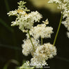 Meadowsweet – 50 Seeds