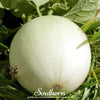 Green Flesh Honeydew Melon – 20 Seeds