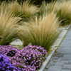 Mexican Feather Grass – 50 Seeds