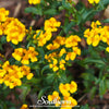 Mexican Mint, Mexican Tarragon – 50 Seeds