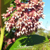 Common Milkweed – 50 Seeds
