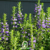 Dragonhead Moldavian Balm – 50 Seeds