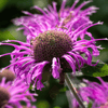 Monarda Bee Balm Mix – 20 Seeds