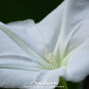Moonflower – 25 Seeds