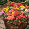 Moss Rose Mix – 250 Seeds