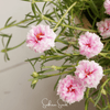 White Moss Rose – 250 Seeds