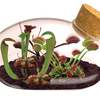 The Meat Eating Mouse Garden Glass Terrarium with Cork
