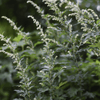 Mugwort – 200 Seeds