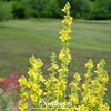 Mullein – 100 Seeds
