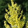 Greek Mullein – 100 Seeds