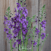 Purple Mullein – 50 Seeds