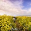 Black Mustard – 500 Seeds