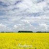 Yellow Mustard – 200 Seeds