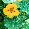 Alaska Mix Nasturtium – 25 Seeds