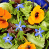 Tom Thumb Dwarf Nasturtium – 25 Seeds