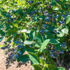Northern Highbush Blueberry – 50 Seeds