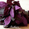 Red Plume Orach – 25 Seeds