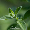 Italian Oregano – 200 Seeds