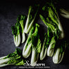 Canton Pak Choi – 100 Seeds