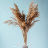Pink Pampas Grass – 100 Seeds