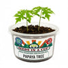Papaya Grow Kit | Seeds In A Cup®