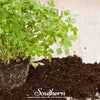 Italian Parsley – 200 Seeds