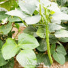 California Blackeye Peas – 20 Seeds