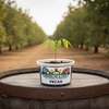 Tree & Vine Seed Growing Kit – Multiple Tree Varieties