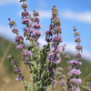 Pennyroyal – 100 Seeds