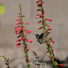 Firecracker Penstemon – 100 Seeds