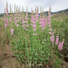 Palmer Penstemon – 100 Seeds
