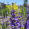 Rocky Mountain Penstemon – 100 Seeds