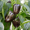 Chocolate Beauty Bell Pepper – 30 Seeds