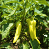 Sweet Banana Pepper – 25 Seeds
