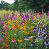 Perennial Wildflower Seed Mix (15 Varieties) – 1,000 Seeds