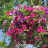 Dwarf Petunia Mix – 250 Seeds