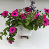 Shanin Wild Petunia – 250 Seeds