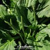 Plantain – 100 Seeds