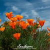 Orange California Poppy – 200 Seeds