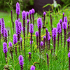 Prairie Blazing Star – 50 Seeds